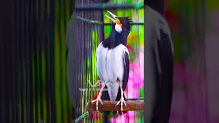 Download lagu Jalak Suren Gacor Istimewa mp3 Download lagu Jalak Suren Gacor Istimewa mp3
