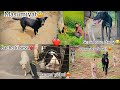 Seru Ki Love Story Bacho Ki Seva 4 Dogs Ko Ek Sath Lekar Gaye मासूमियत Surajdoglover