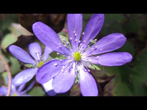 Traseu Suhardul Mic in Cheile Bicazului