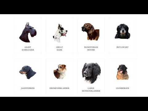 Dog Breeds from Germany