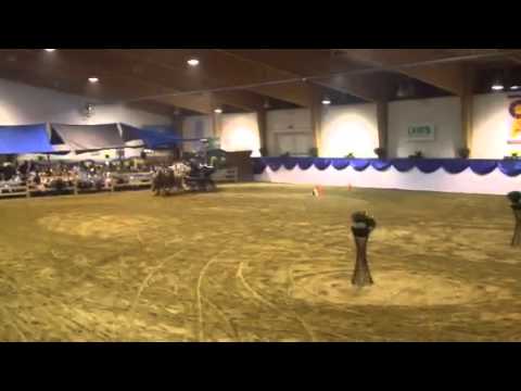 Haflinger Luber beim Blauen Band in München 2013 /Heiße Räder