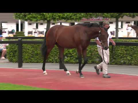 2021 august Yearling Sale - Lot 179 c. ZARAK x FORECASTER