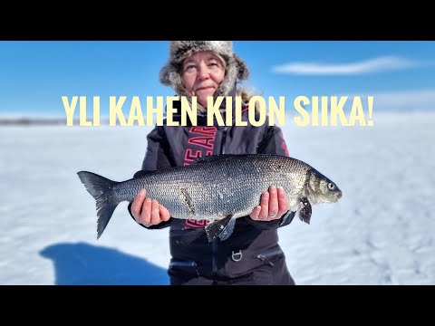 2 kilon siika ja 1.5 kilon harjuksia!