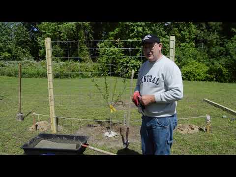 Constructing espalier frames to support my Gala Apple trees!  Episode 30