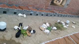 Chuadhry animal farms Lahore Pakistan rabbit group