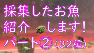 実はこんなの採れてました！！　採集したお魚、紹介編パート②