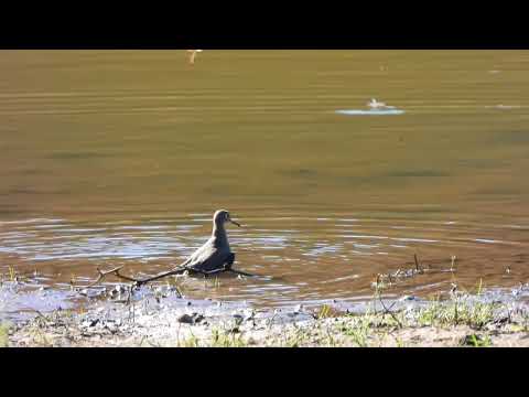11/01/2025 - Playero Solitario/ Tringa solitaria - Mones Quintela, Artigas, Uy