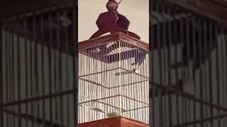 Download lagu Burung CIBLEK GACOR SUARA TEMBAKAN #short mp3