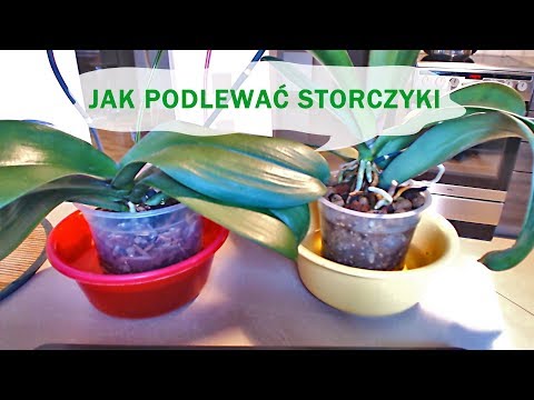 Produkty do pielęgnacji włosów, aby utrzymać pushilis Czy jest jakiś efekt oleju rycynowego do włosów