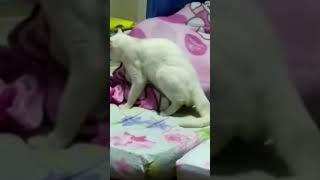 Download lagu Kucing berkembang biak tapi ada yang aneh mp3
