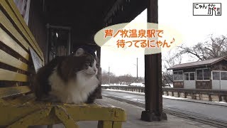 Vol.1「にゃん旅鉄道」ホームの巡回・列車のお見送り