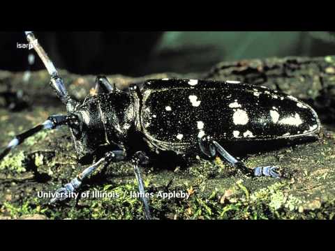 Vorbericht Tag des Hundes vom 02.06.2015