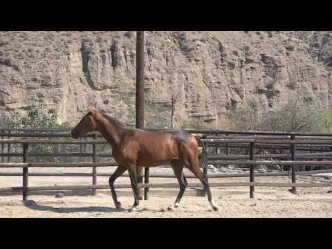 Saeta DM septiembre 2021