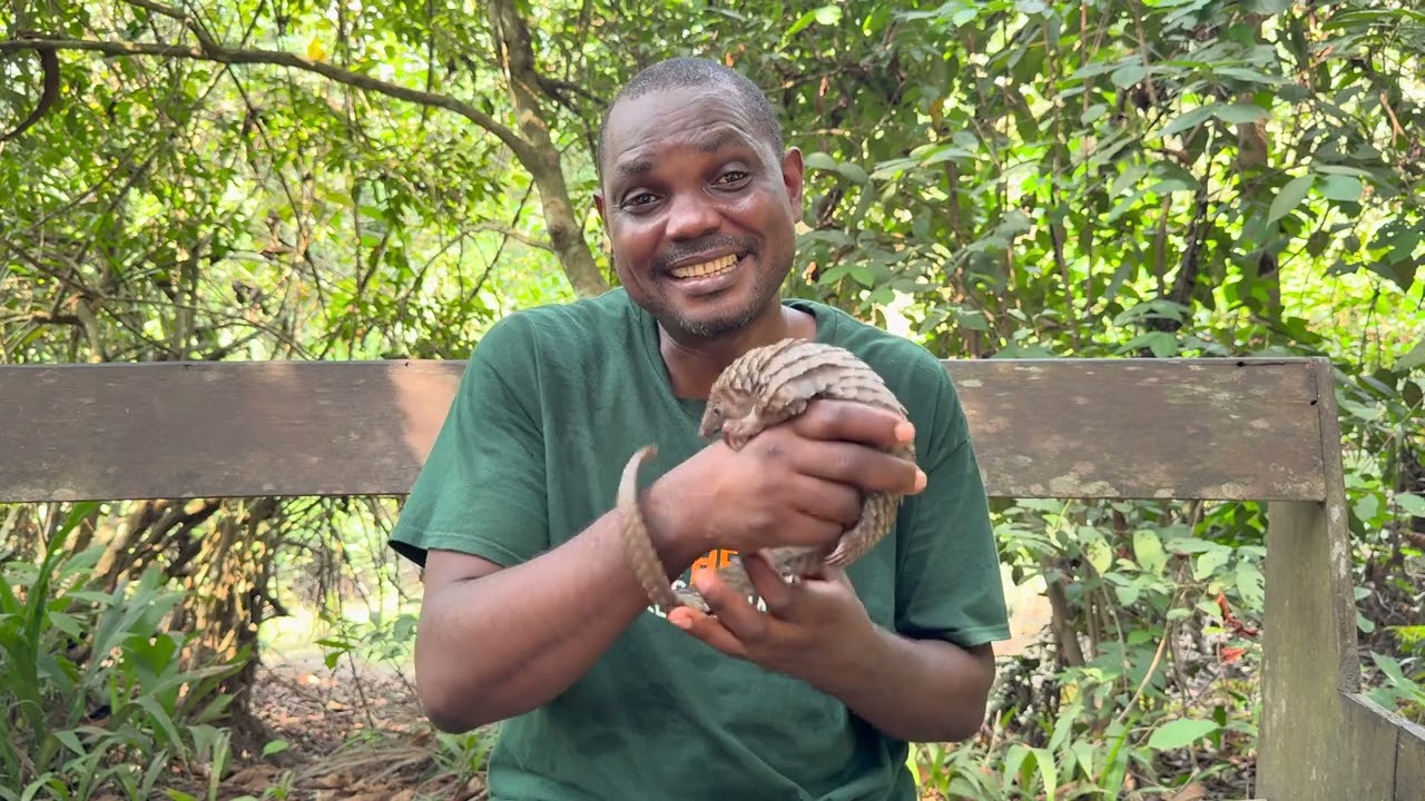 🐾 Learn about Pangolins - THE HERDS