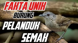 Download lagu Menguak Fakta Burung Pelanduk Semak: Ahli Kamuflase Suara Hutan #pelanduksemak #birds #kicaumania mp3 Download lagu Menguak Fakta Burung Pelanduk Semak: Ahli Kamuflase Suara Hutan #pelanduksemak #birds #kicaumania mp3