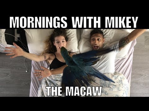 Mikey The Macaw || Mornings With Mikey (Official Music Video)