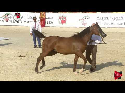 N 364 SERDAL AL SAAD   Emirates AHBC