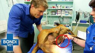 Best Of Bondi Vet: Season 4 Marathon | Episodes 10 to 12