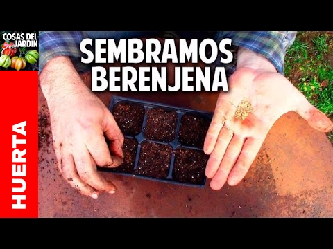 Cómo sembrar berenjena paso a paso y en vídeo