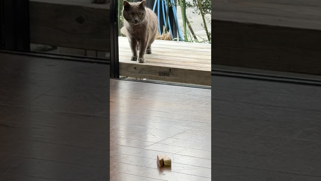 Sáng Mèo lủm một lúc hai miếng chả lụa #nhacam #mèohoang  #cuocsonglangque #cats