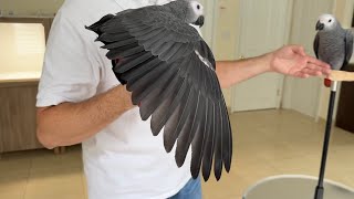 African Grey Parrot Stretching