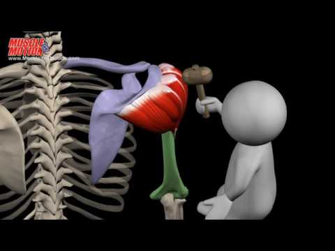 Deltoid muscle. Origin, insertion, actions