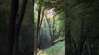 fall from paradise #classified #foryou #songlyrics