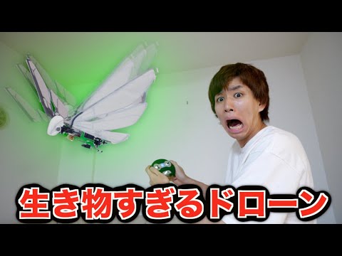 ドローン対動物界: ワシは飛行機と食べ物を混同する