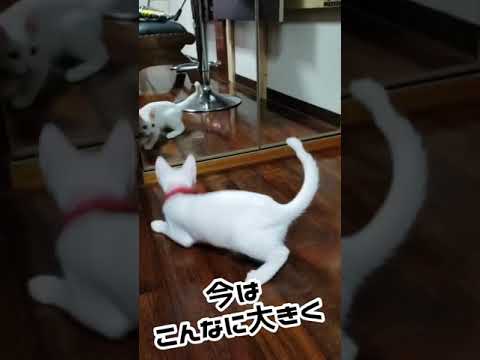 【癒し動画】CotolaのBefore・after