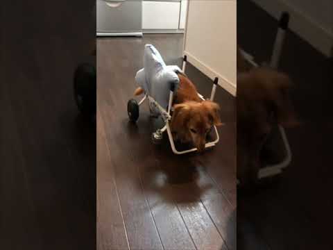 ミニチュアダックスのサニーくんが４輪の犬用車椅子で歩く動画