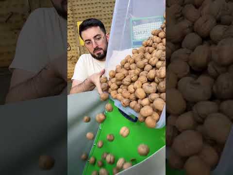 Kadıoğlu CKK300 Ceviz Kırma Makinesi