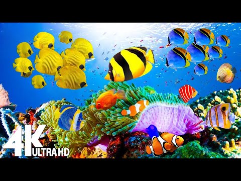 4K Underwater Wonders 🐠 Tropical Fish, Coral Reefs, Sea Turtles - Reduce Stress And Anxiety