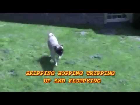 Loca can't fecking run