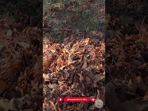 Richtig Mulchen: 3 kostenlose Quellen für einen gesunden Naturgarten