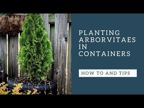 download lagu mp3 mp4 Best Conifers For Containers, download lagu Best Conifers For Containers gratis, unduh video klip Best Conifers For Containers