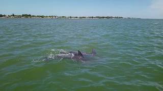preview picture of video 'Avistamiento de delfines en Isla Aguada y Laguna de Términos VLOG 2 de 2'