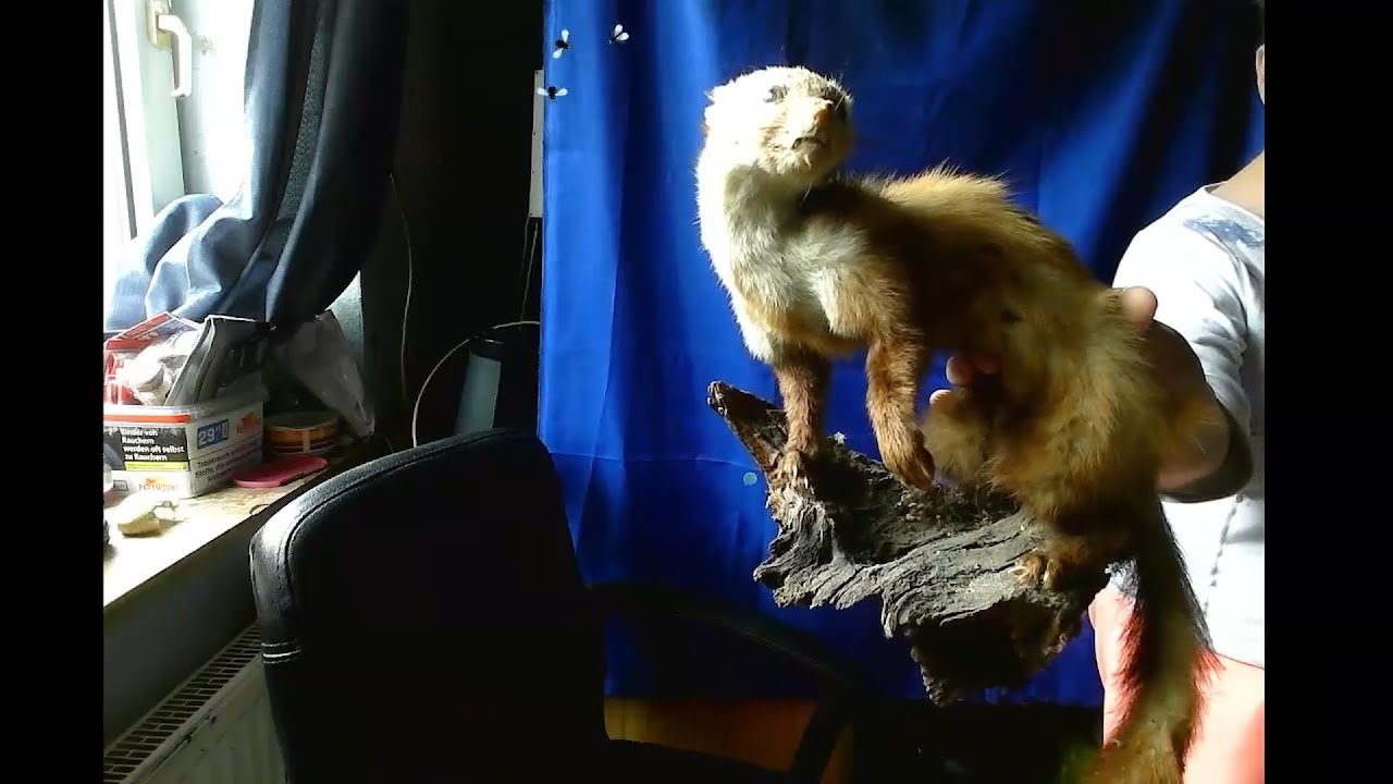 HIV-Schock nach heißer Nacht - Stream Highlights Team Seelmann