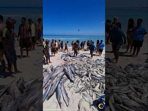 Fartura de CAVALA, XERELETE e GRAÇAINHA na Praia Grande em Arraial do Cabo RJ Brasil. 🇧🇷 #shorts