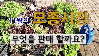 11월의 모종 시장 무엇을 판매 하고 있을까요?