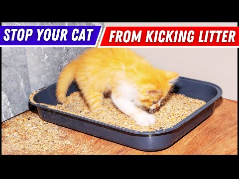 How to Stop Your Cat from Kicking Litter Everywhere