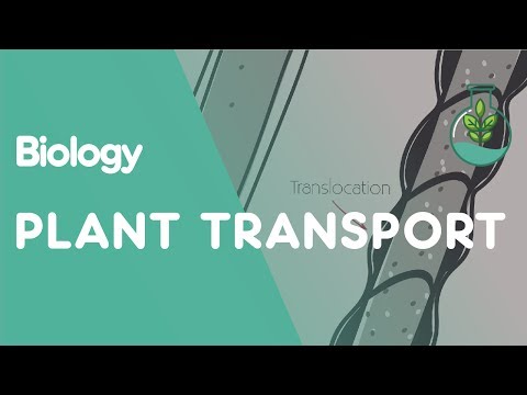 Xylem and Phloem Transport in Plants | Biology | FuseSchool