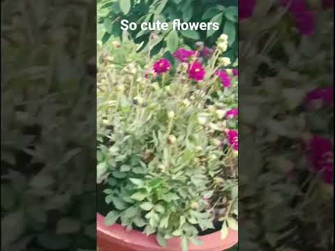 beautiful flowers #bollywood #song #hindisong #love #for #bollywoodsongs #hindi #music #dance #duet