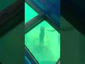 La Virgen De La Isla De La Roqueta Acapulco Guerrero