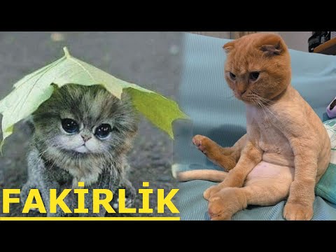 FAKİRLİK | Fakir Kedi 😻 Konuşan Kediler - Best Animal Funny Videos