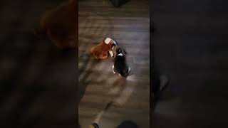 Beagle Puppies Videos