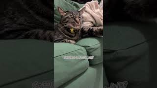 しょぼしょぼ顔の後ろで白目をむく猫