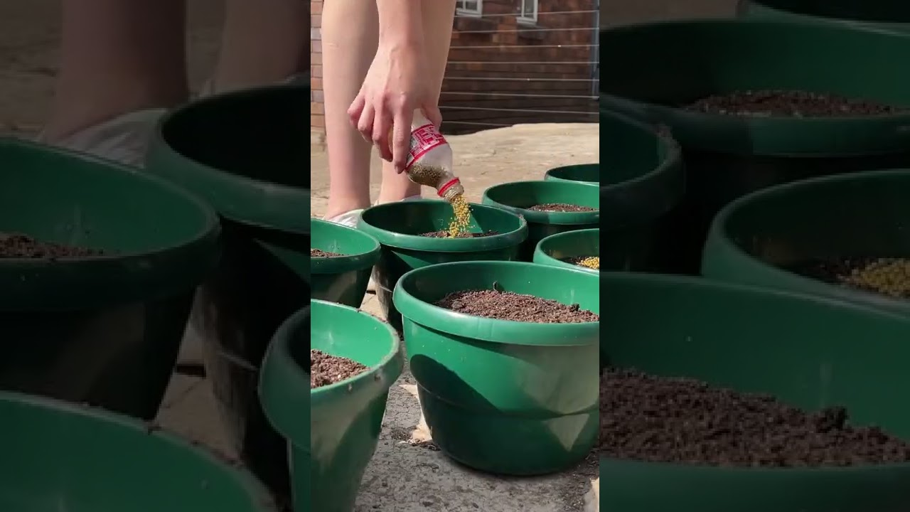 Is it possible to grow vegetables in containers with soilless mix