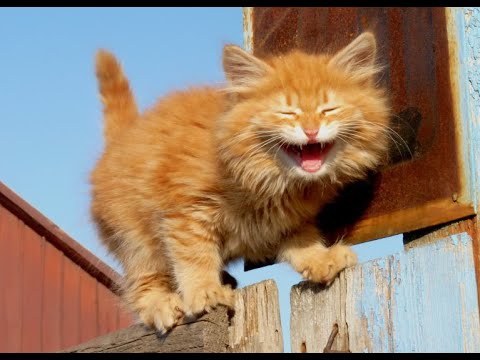 😺 Наглые рыжие коты! 🐈 Смешное видео с котами и котятами для хорошего настроения! 😸