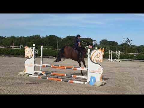 4yr old Gelding For Sale - Image 2
