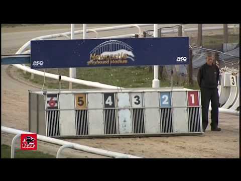 BGBF British Bred Northern Plate Semi Final 1 - King Turbo